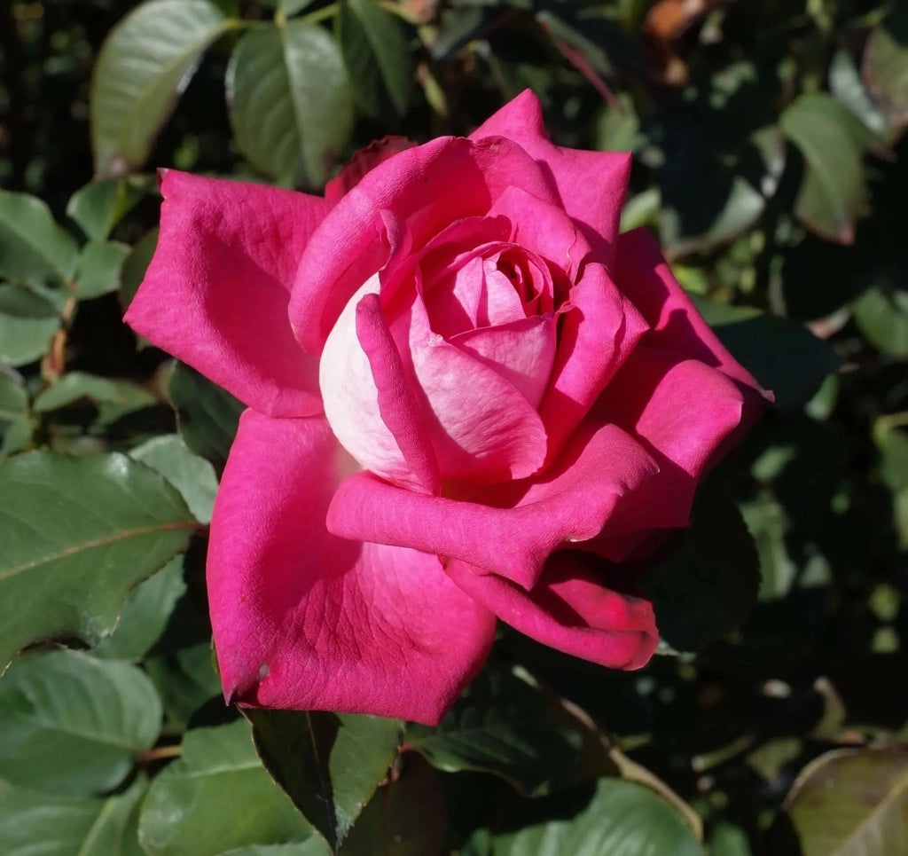 Gardenaria Rosa 'Acapella' - Rosa da giardino Altezza: 40/50 cm (vaso20)