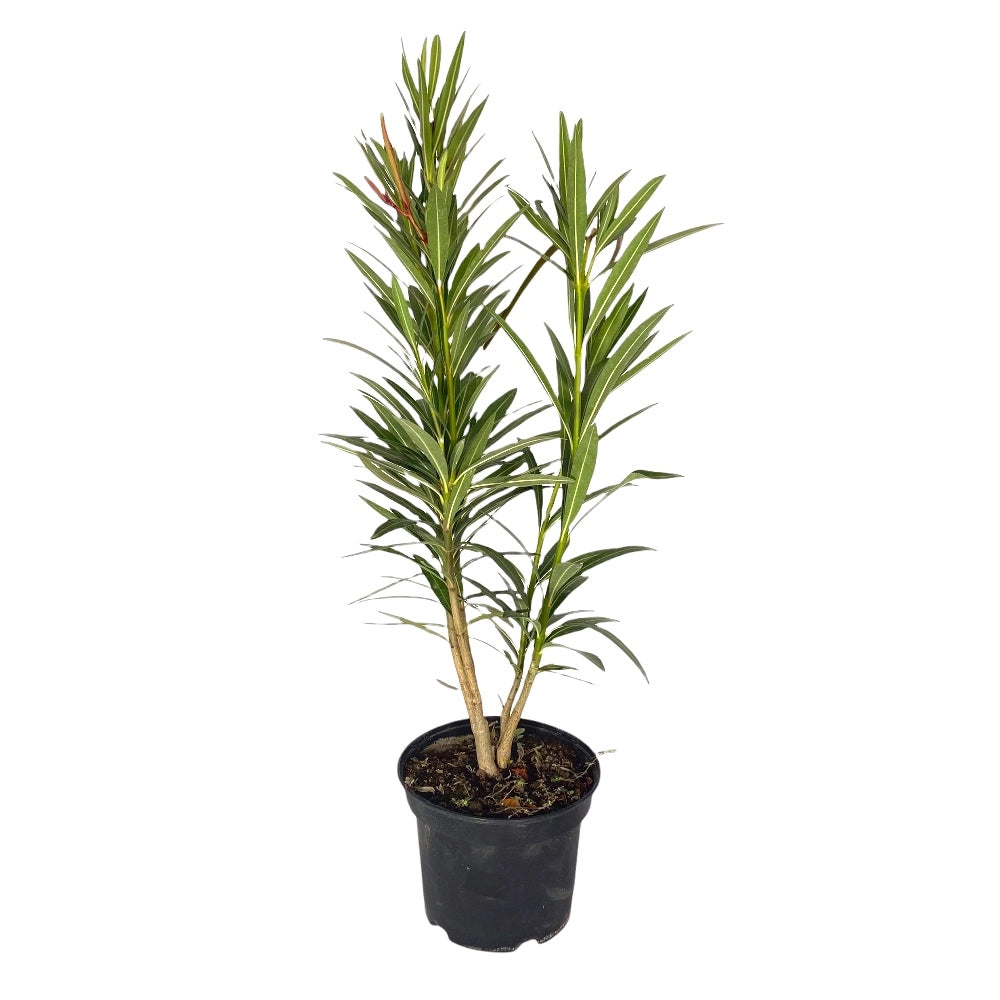 Pianta di OLEANDRO MIX per siepi e barriere COLORI MIX vaso18 h80cm FOTO REALE