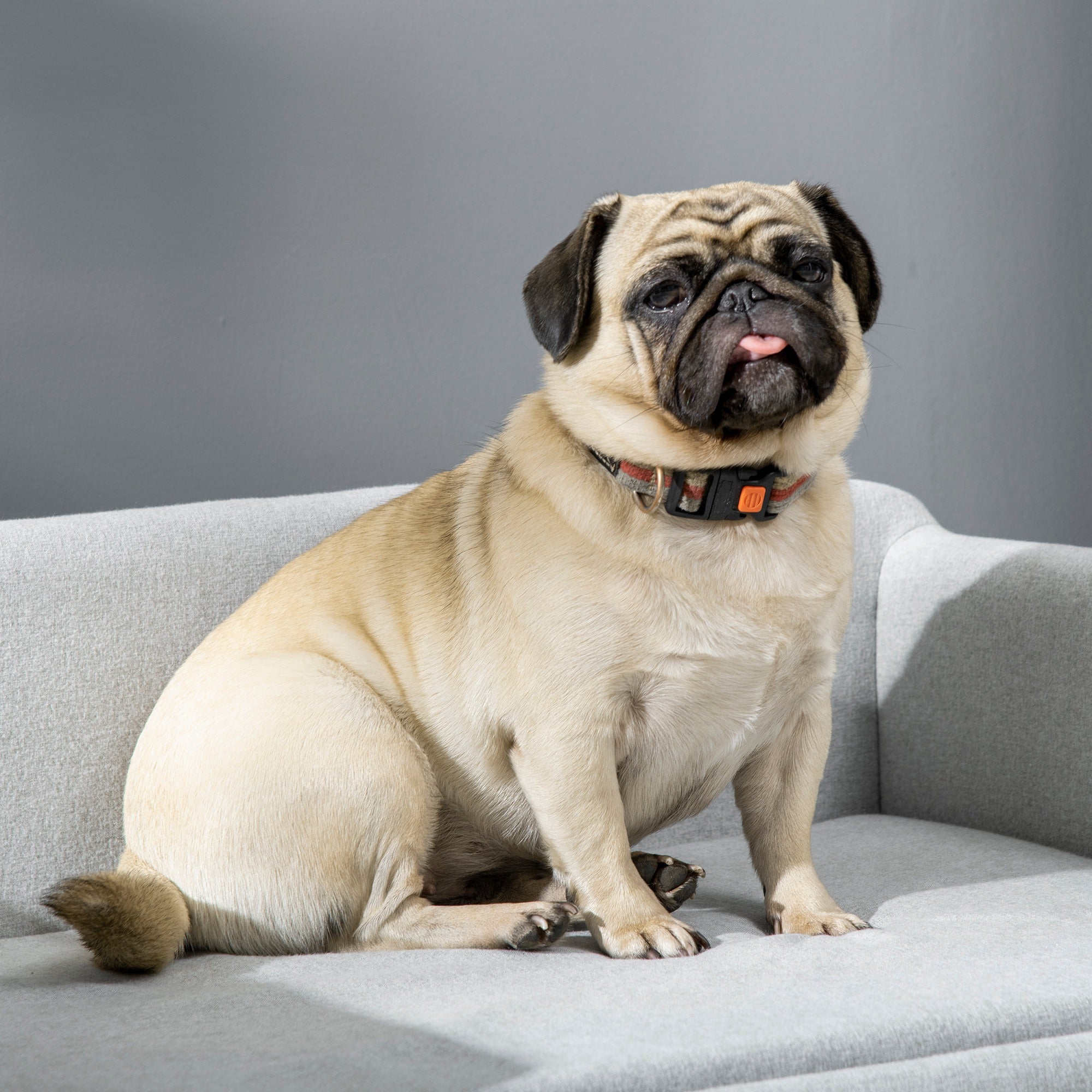 Cuccia Divano per Cani da Interno 82x54x36 cm in Legno di Betulla e Rivestimento Effetto Velluto Grigio Chiaro