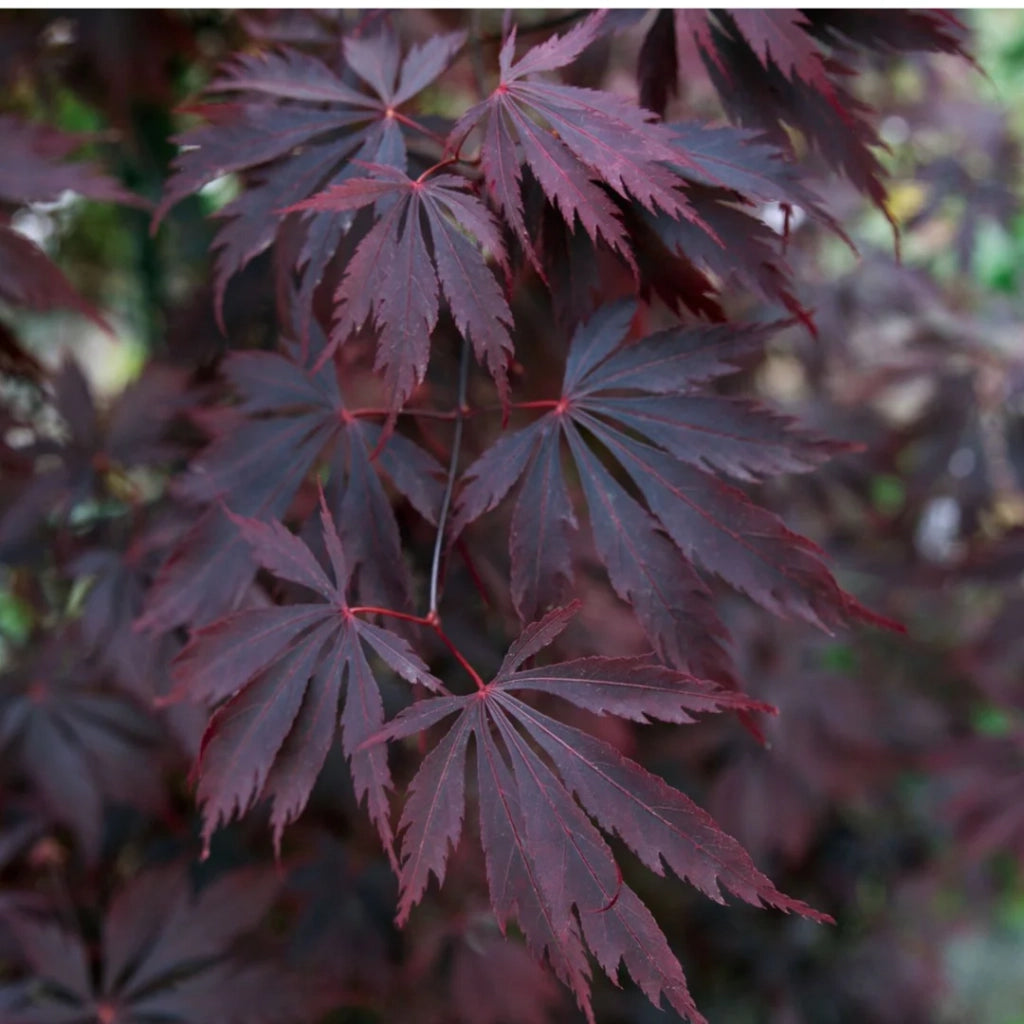 Acer palmatum ‘Black Lace’ rosso – Acero giapponese vaso 19 cm