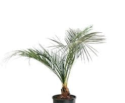 Macrozamia mountperriensis – Cicadea australiana rara sempreverde ornamentale