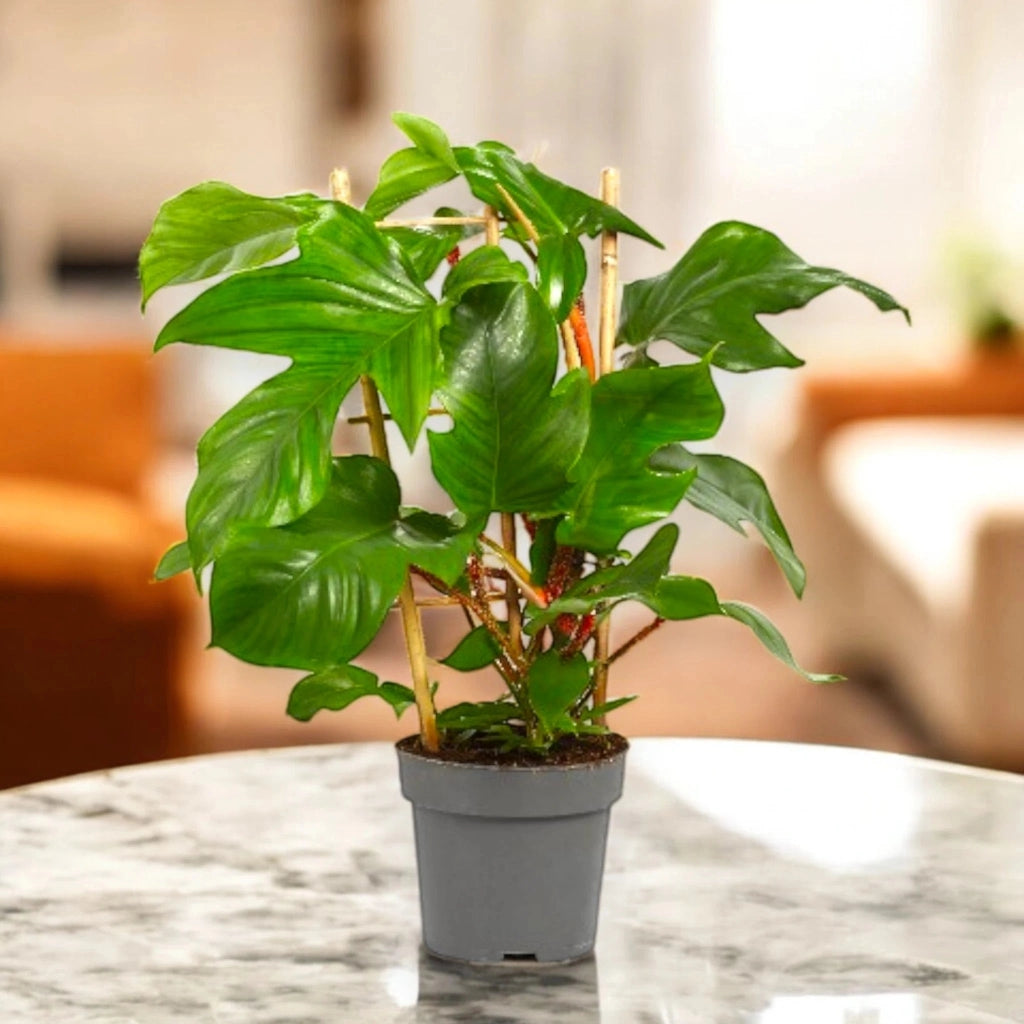 Gardenaria Philodendron squamiferum - Pianta da interno ornamentale Altezza: 40 cm (vaso 14)