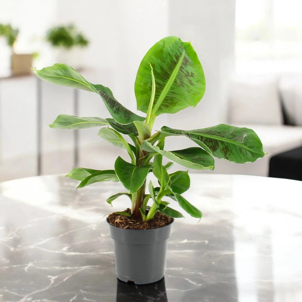 Gardenaria Musa tropicana - Pianta da interno ornamentale Altezza: 50 cm (vaso 17)