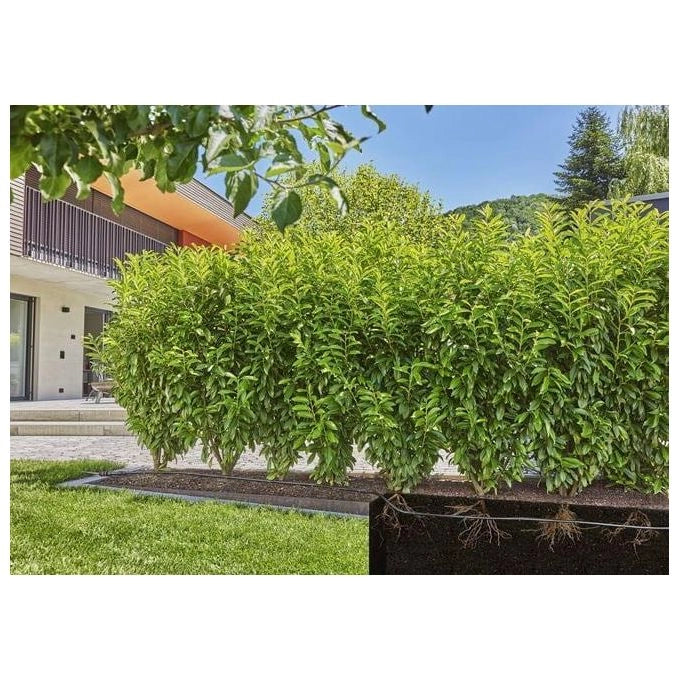 Gardena 13504-20 Micro-Drip-System Tubo Gocciolatore per Filari 50 m 1,6 l-h Sopra e Sotto Terra colore Nero