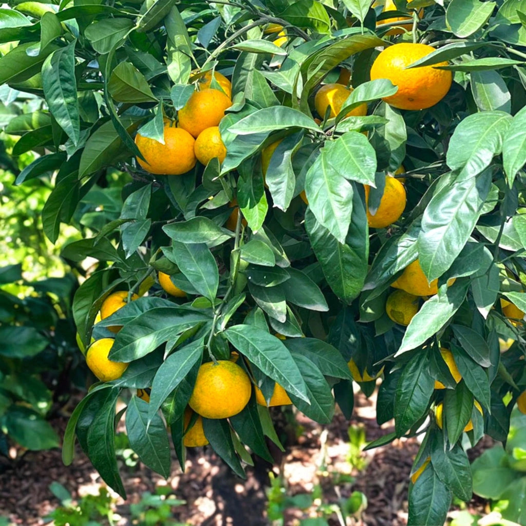 Gardenaria Satsuma - Citrus unshiu 'Miyagawa' - Pianta di agrume da frutto in vaso Altezza: 70/80 cm (vaso 22)