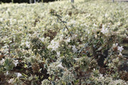 Gardenaria Abelia grandiflora 'Sparkling Silver' - Arbusto ornamentale da giardino Altezza: 30/35 cm (vaso19)