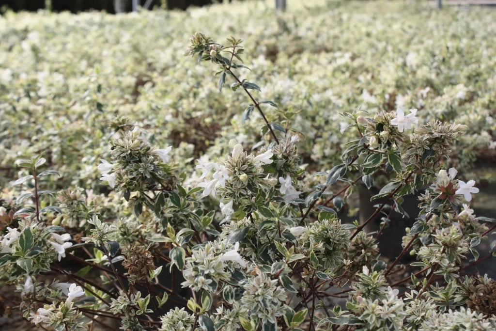 Gardenaria Abelia grandiflora 'Sparkling Silver' - Arbusto ornamentale da giardino Altezza: 30/35 cm (vaso19)