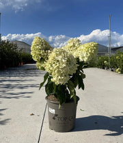 Gardenaria Ortensia - Hydrangea Paniculata 'Little Fresco' - Pianta acidofila ornamentale da esterno Altezza: 40/50 cm (vaso19)