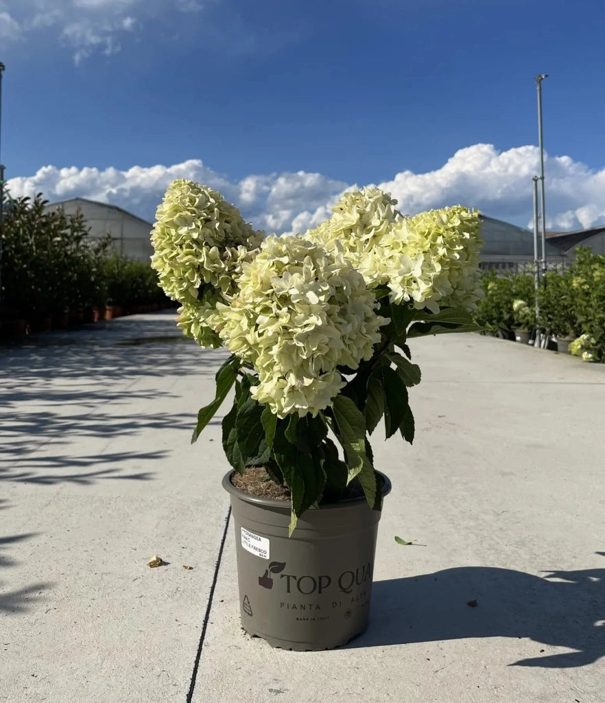Gardenaria Ortensia - Hydrangea Paniculata 'Little Fresco' - Pianta acidofila ornamentale da esterno Altezza: 40/50 cm (vaso19)