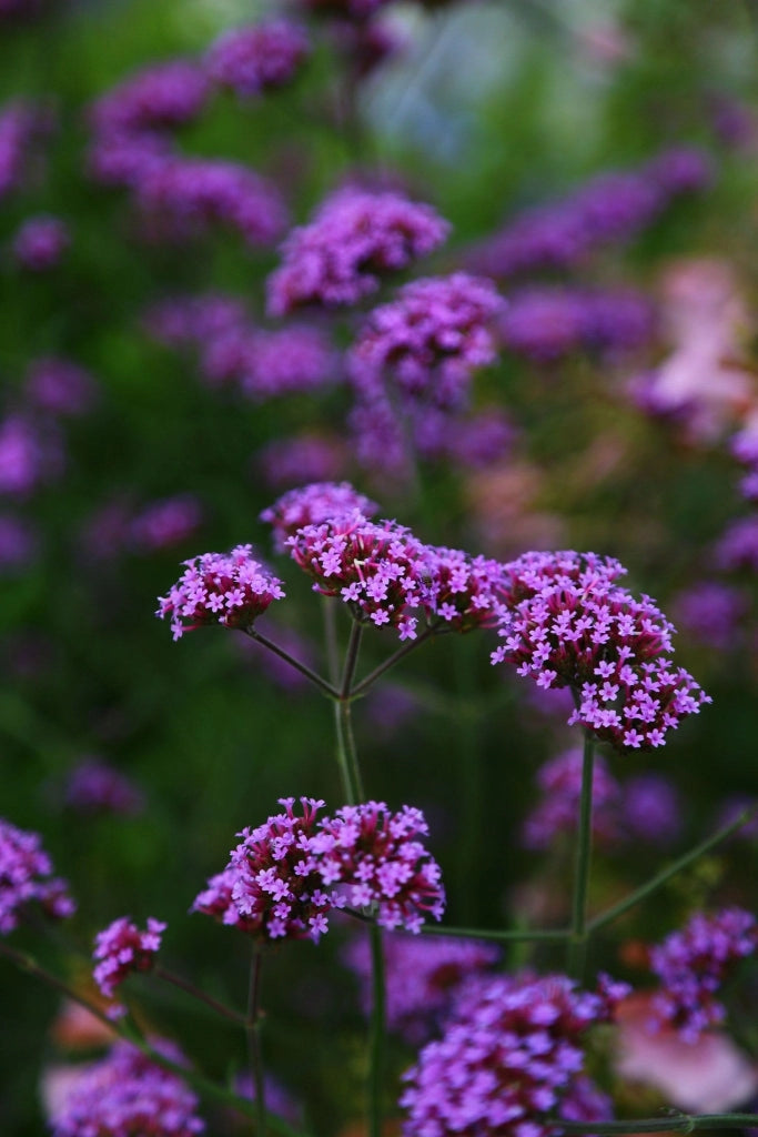 VERBENA BONARIENSIS VASO 18