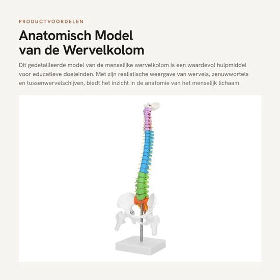 Colonna vertebrale in PVC di alta qualità, modello 45 cm, realizzata in dettaglio, flessibile e anatomica.