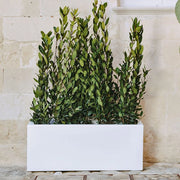 FIORIERA VASO Matera RETTANGOLARE 100X40X40 cm RESINA MODERNO - MONACIS Colore: Bianco