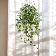 Gardenaria Edera - Hedera helix 'White Ripple' - Pianta da interno ornamentale Altezza: 50 cm (vaso 19)