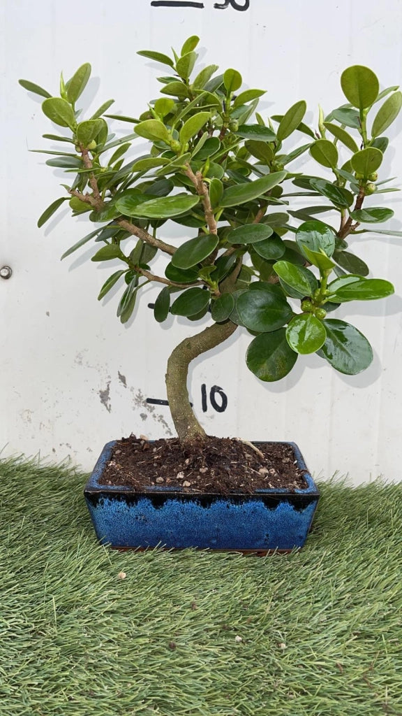 Bonsai di Ficus Panda vaso cm 20 Origine Asia Foto Reali
