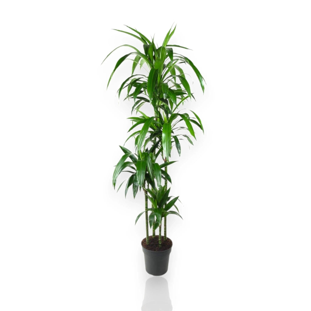 Gardenaria Dracaena fragrans 'Janet craig' - Pianta da interno ornamentale Altezza: 100 cm (vaso 24)