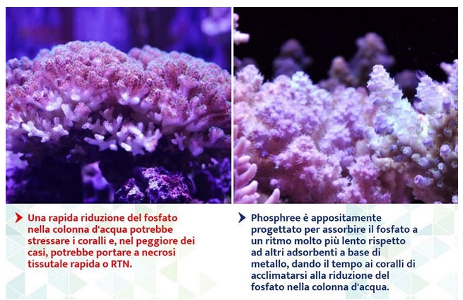 Maxspect Nano-Tech Phosphree 500ml - resina antifosfati per dolce e marino