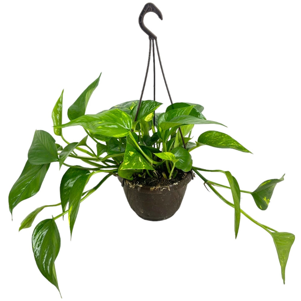 Pianta di POTHOS rampicante foglie GIGANTI Potus in vaso Basket 14 cm AMDGarden