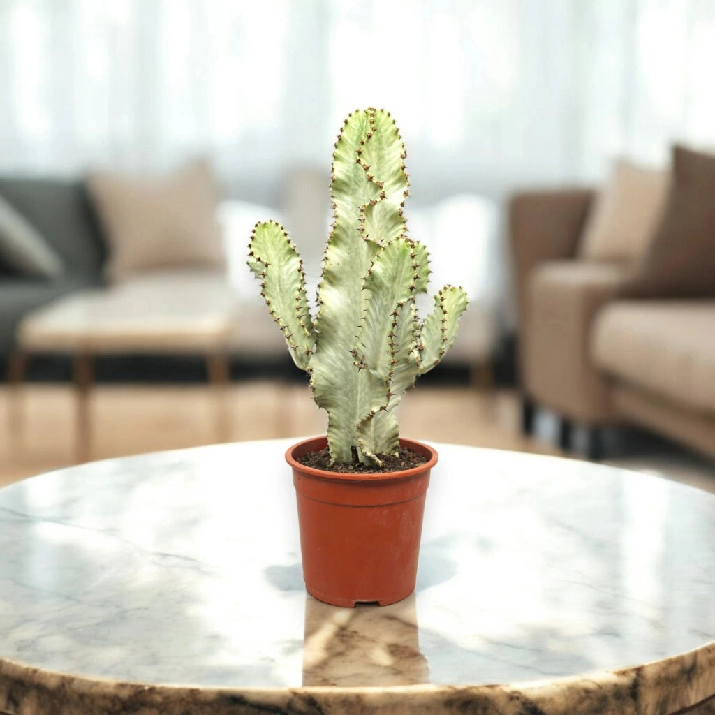 Gardenaria Euphorbia ingens variegata - Pianta da interno ornamentale Altezza: 55 cm (vaso 20)