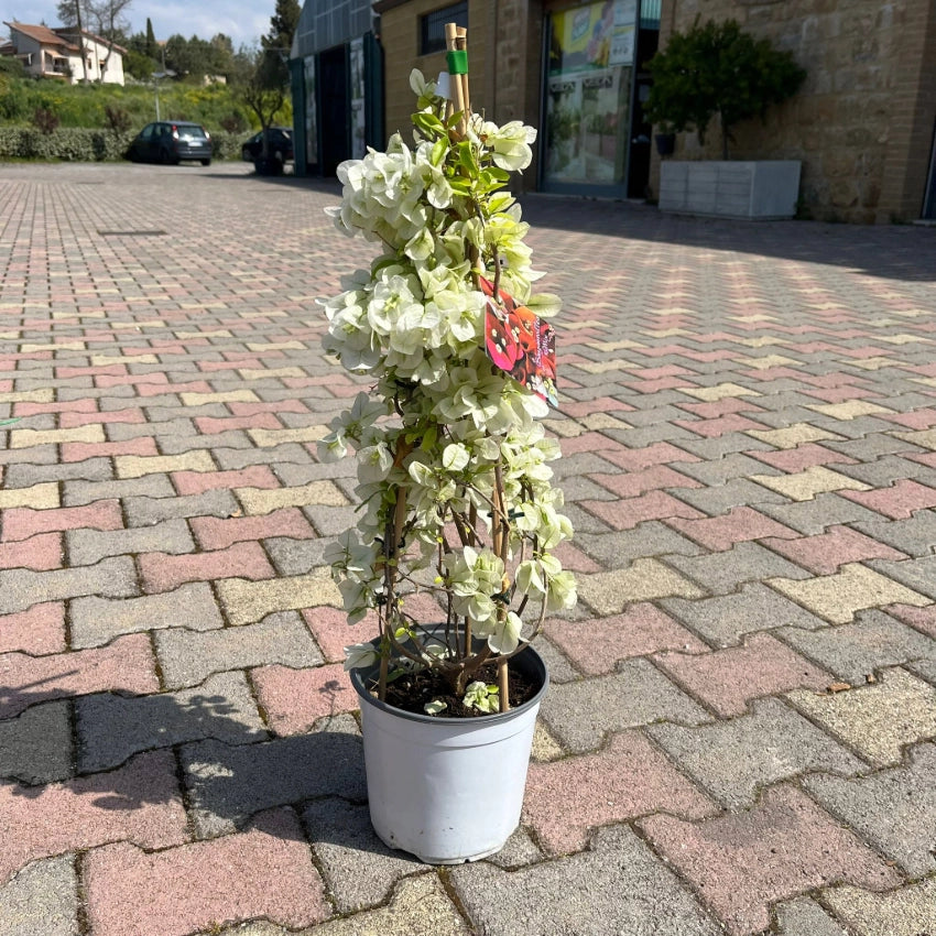 Pianta di BOUGANVILLEA Piramide BIANCO h 70 in vaso 18 cm AMDgarden