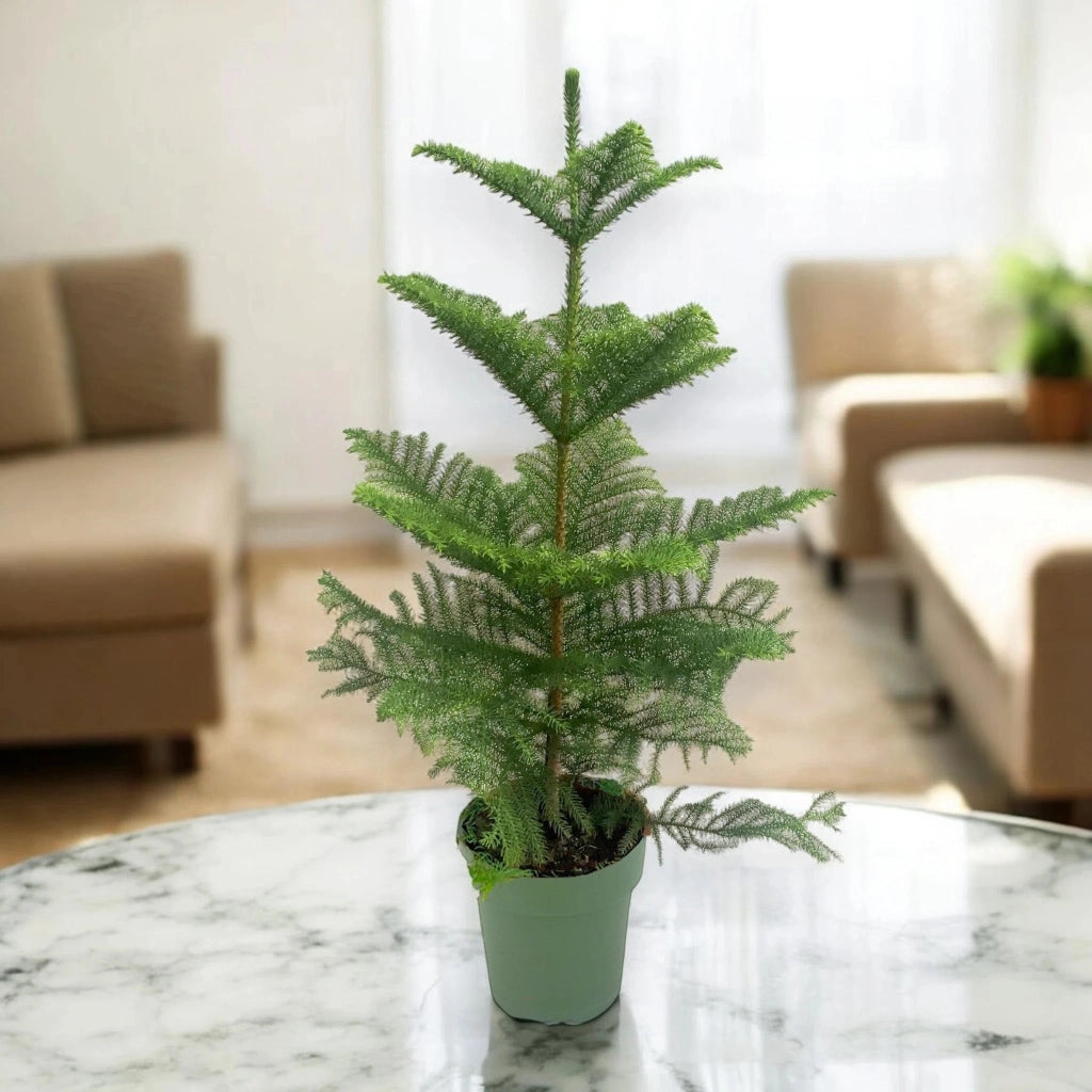 Gardenaria Araucaria - Pianta da interno ornamentale Altezza: 50 cm (vaso 17)