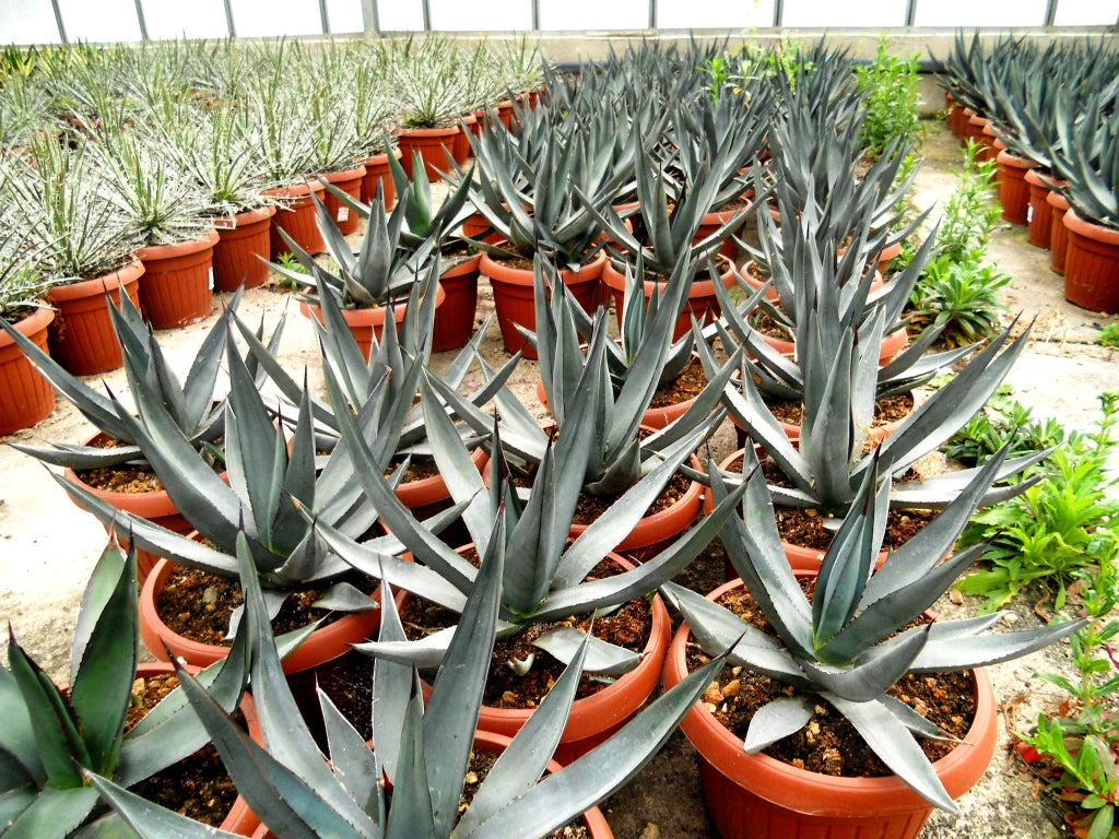 Pianta di Agave Nigra in vaso 30 cm – Pianta succulenta ornamentale resistente
