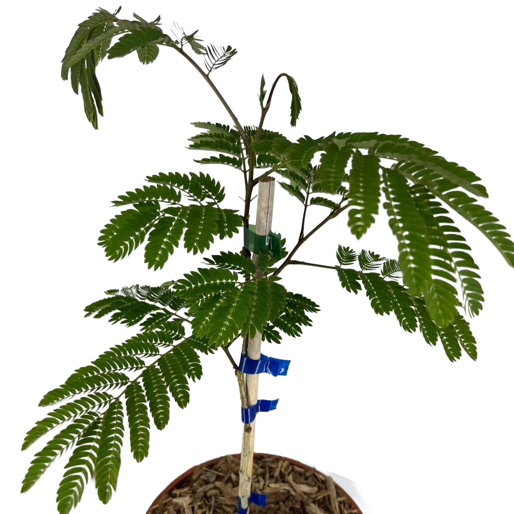 Pianta di ALBIZIA JULIBRIBRISSIN TROPICAL DREAM ® albero della seta FOTO REALE