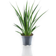 Gardenaria Sansevieria 'Kirkii friends' - Pianta da interno ornamentale Altezza: 40 cm (vaso 12)