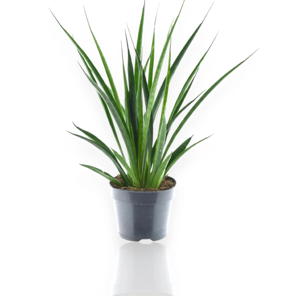 Gardenaria Sansevieria 'Kirkii friends' - Pianta da interno ornamentale Altezza: 40 cm (vaso 12)