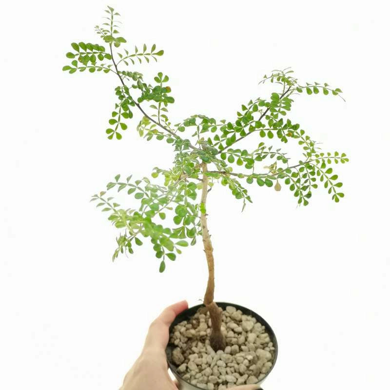 Operculicarya decaryi Albero dell'elefante, Jabily Vaso 17 Pianta Foto Reali