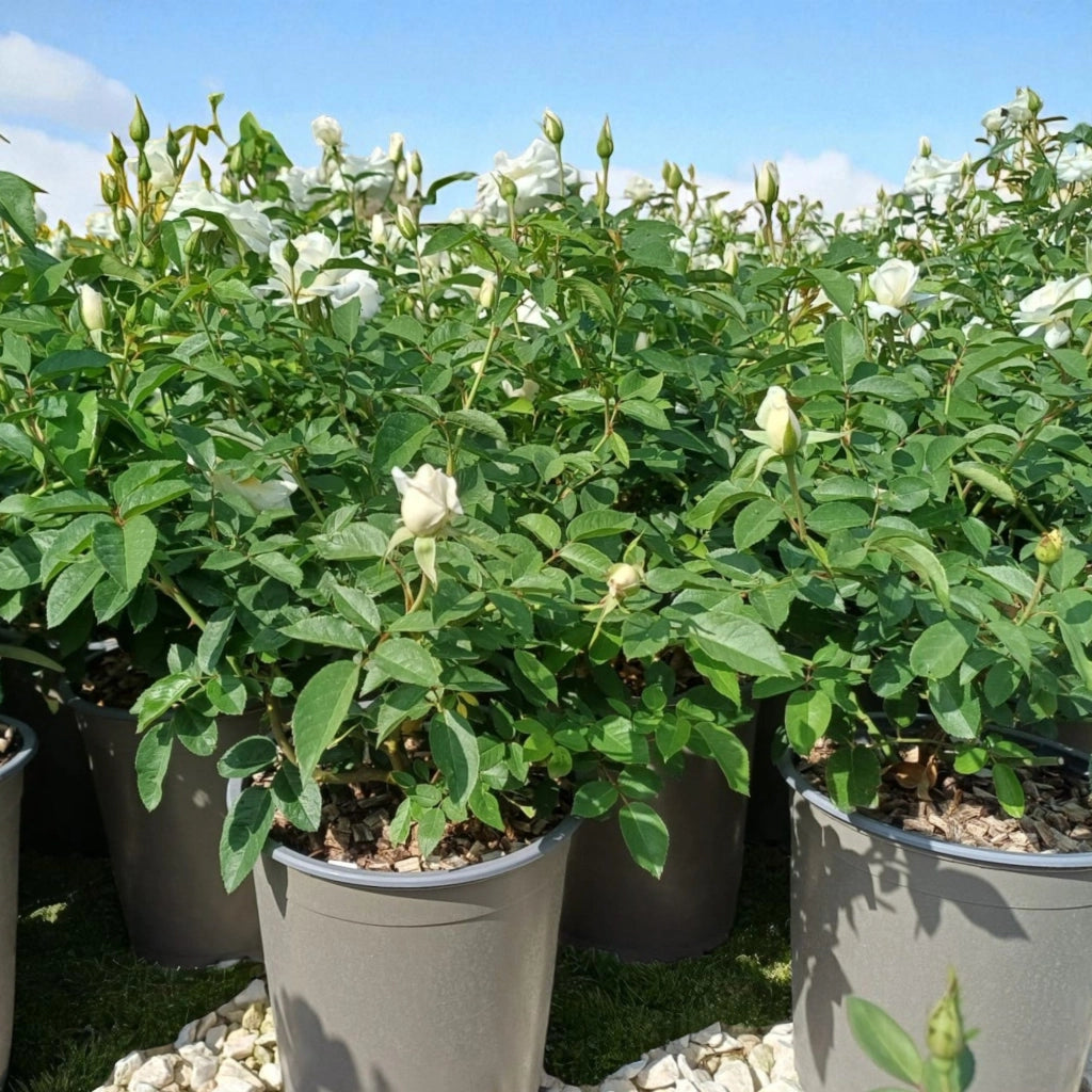 Gardenaria Rosa 'Iceberg' - Rosa da giardino Altezza: 30/35 cm (vaso19)