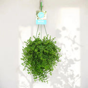 Gardenaria Peperomia 'Isabelle' - Pianta da interno ornamentale Altezza: 30 cm (vaso 14)