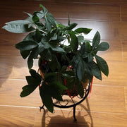 Supporto per piante 2 in 1 metallico per vaso - vaso per piante in acciaio arrugginito rotondo - supporto per piante per casa vaso per piante per pavimento - vaso per piante rotondo in ferro per giardino indoor balcone decorazione (nero)