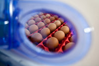 Incubatrice per Uova e Umidificatore Automatico Borotto Real 49 Expert