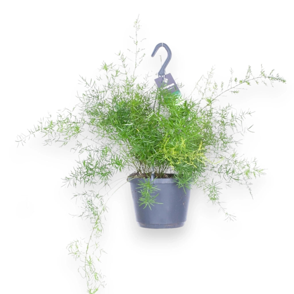Gardenaria Asparagus densiflorus 'Sprengeri' - Pianta da interno ornamentale Altezza: 35 cm (vaso 17)