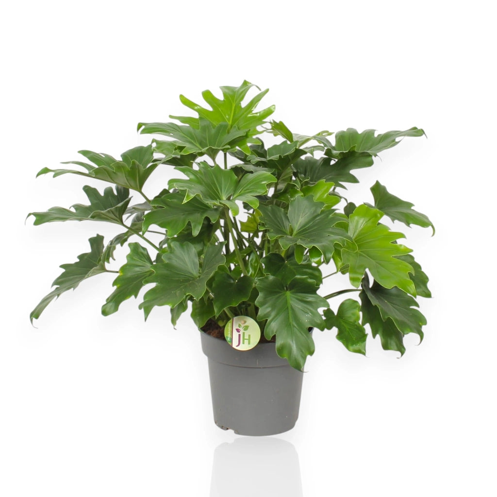 Gardenaria Philodendron 'Little hope' - Pianta da interno ornamentale Altezza: 45 cm (vaso 19)