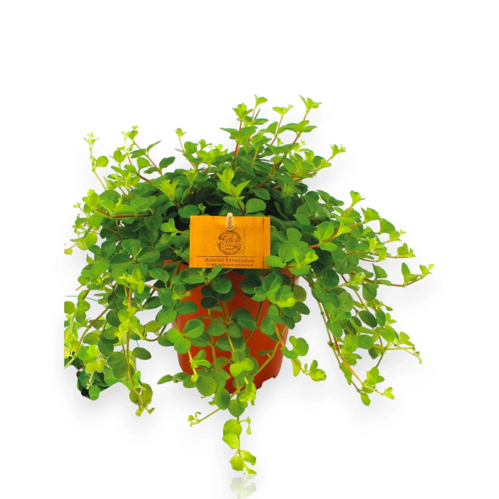 Gardenaria Peperomia rotundifolia - Pianta da interno ornamentale Altezza: 25 cm (vaso 15)