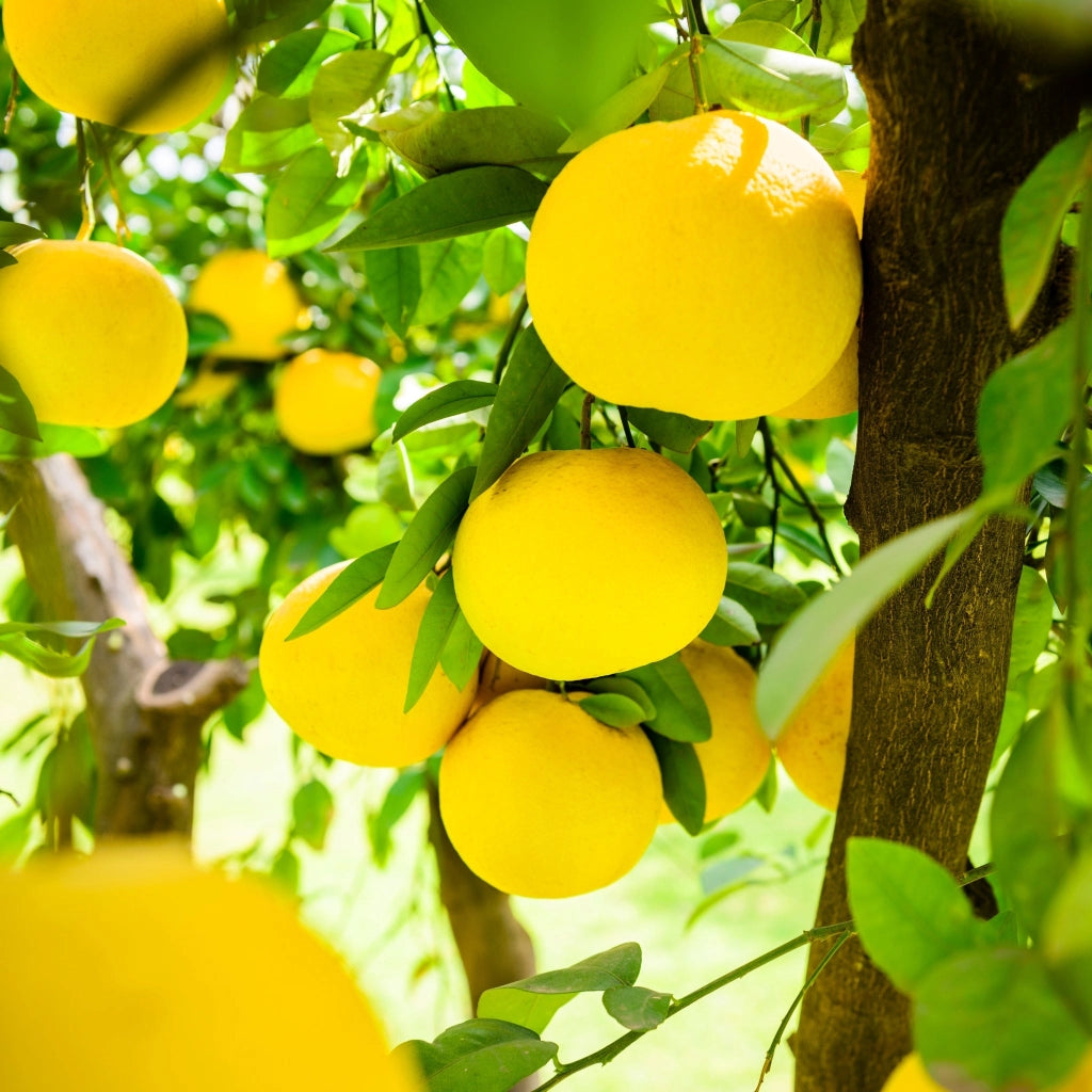 Gardenaria Pompelmo Giallo - Citrus × paradisi - Pianta di agrume da frutto in vaso Altezza: 70/80 cm (vaso 22)
