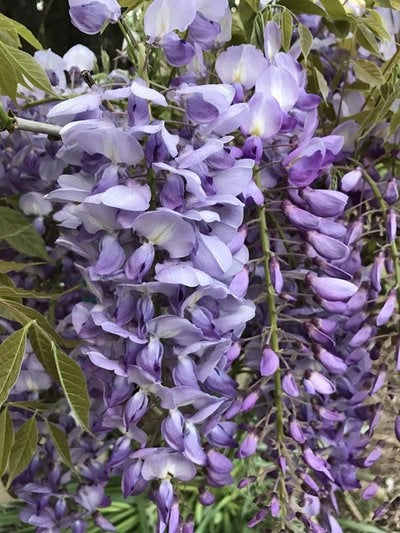 Wisteria floribunda Macrobotrys (glicine viola) vaso 18cm H 190cm rampicante
