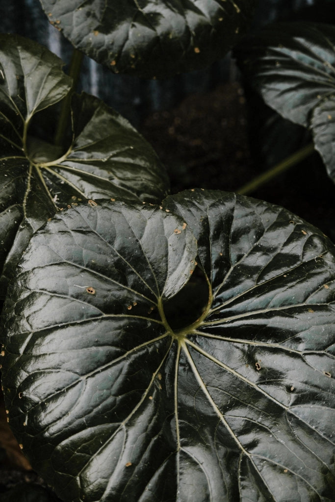 FARFUGIUM JAPONICUM (LIGULARIA) VARIEGATO VASO 24