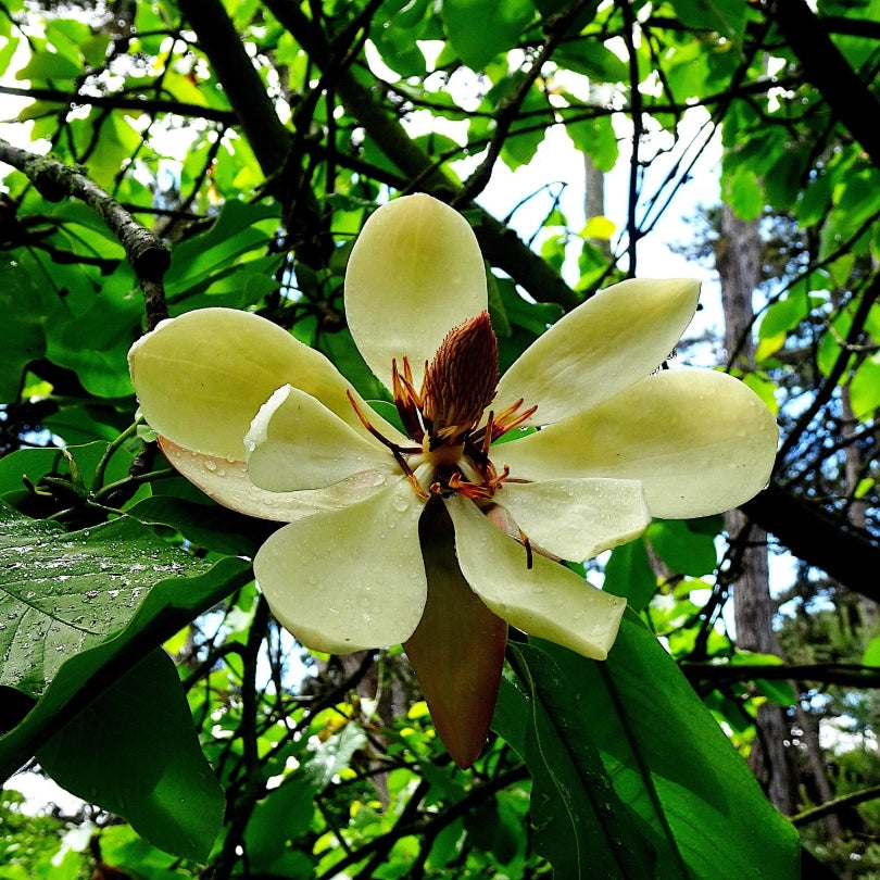 Magnolia x brookynensis Yellow Bird fiore giallo h 100cm  in vaso 18cm AMDGarden