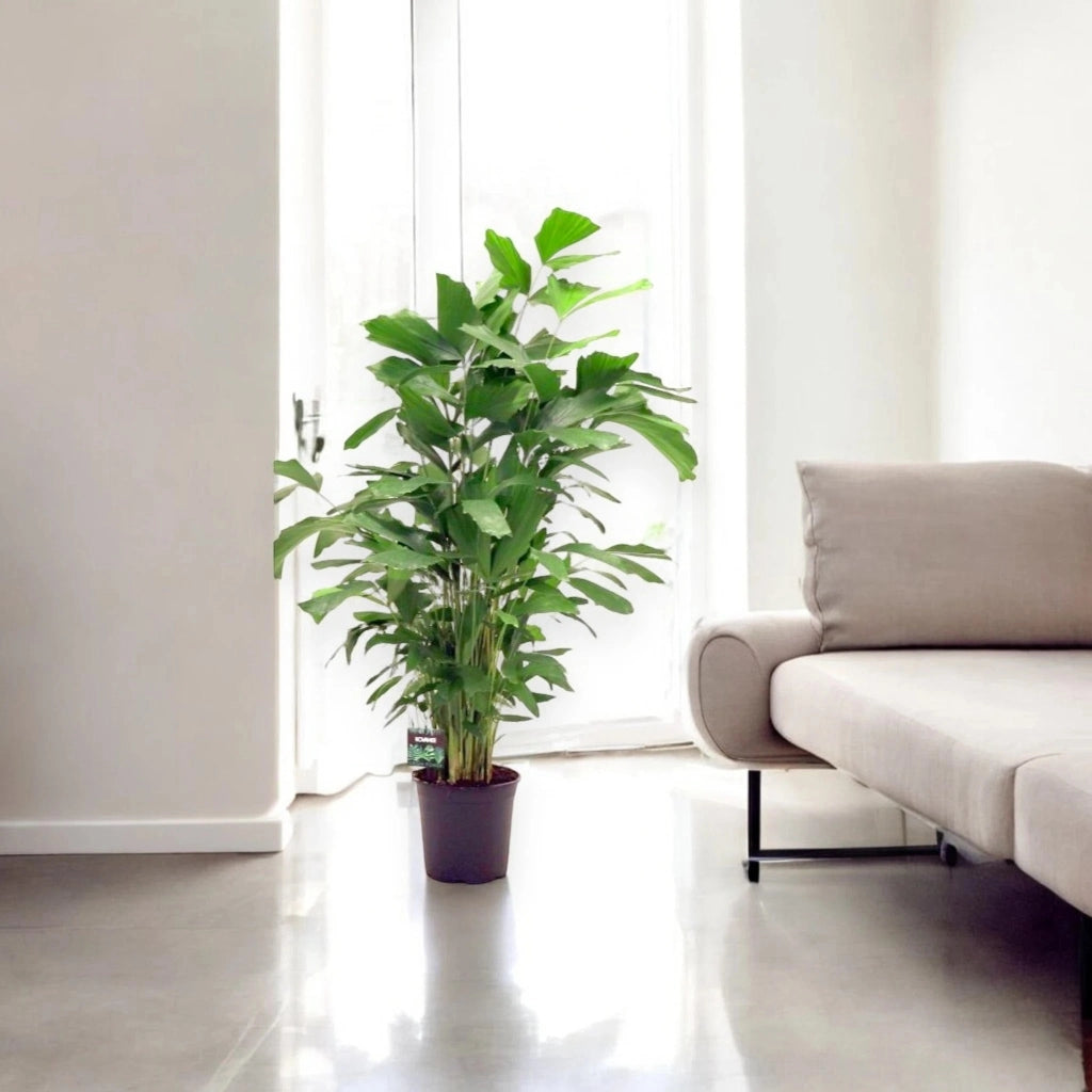 Gardenaria Caryota mitis - Pianta da interno ornamentale Altezza: 110 cm (vaso 21)