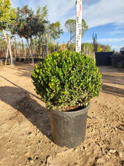BUXUS FAULKNER (BOSSO) PALLA DIAMETRO CHIOMA 50 CM VASO 40