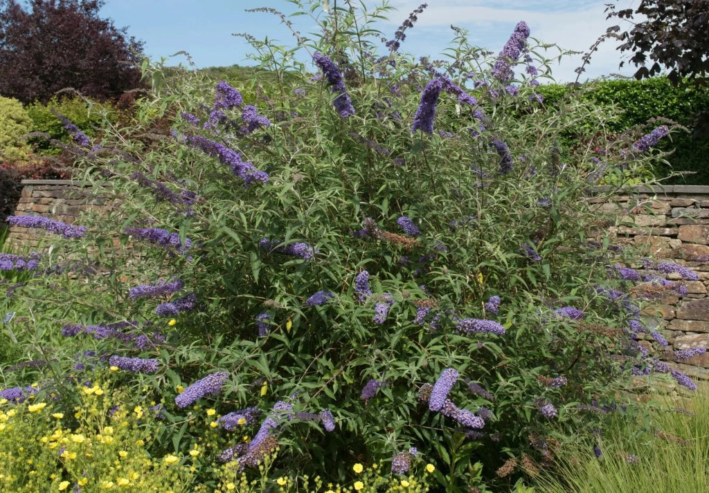 Gardenaria Buddleja davidii 'Nanho Blue' - Arbusto ornamentale da giardino Altezza: 40/60 cm (vaso19)