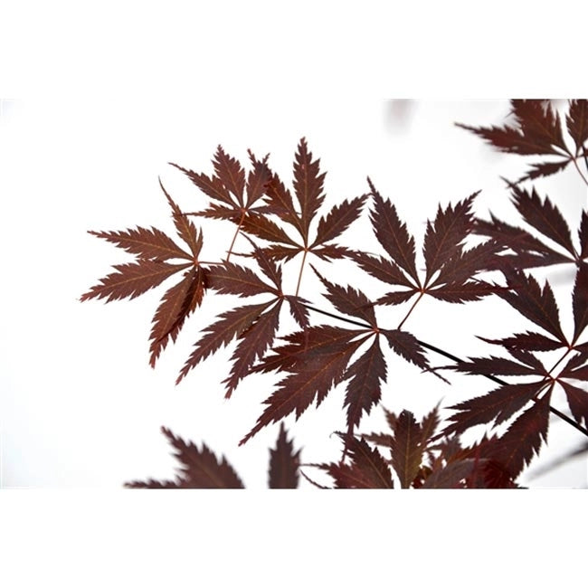 ACER PALMATUM BLACK LACE VASO 19 Acero Giapponese Ornamentale
