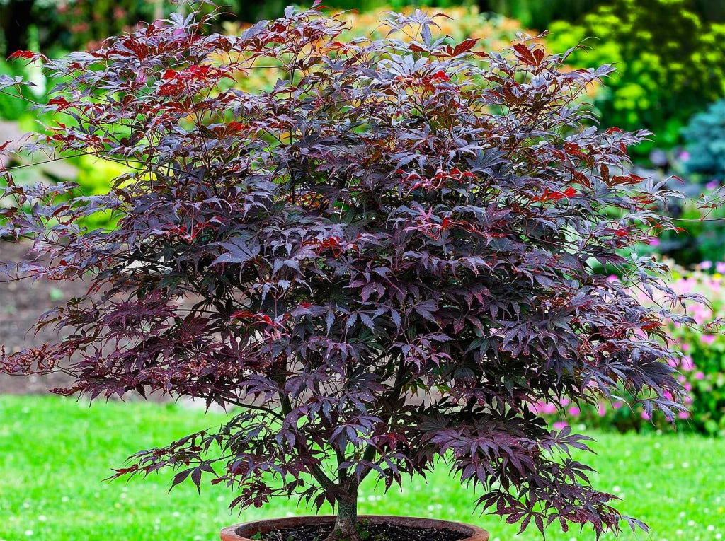 Acer palmatum ‘Black Lace’ rosso – Acero giapponese vaso 19 cm