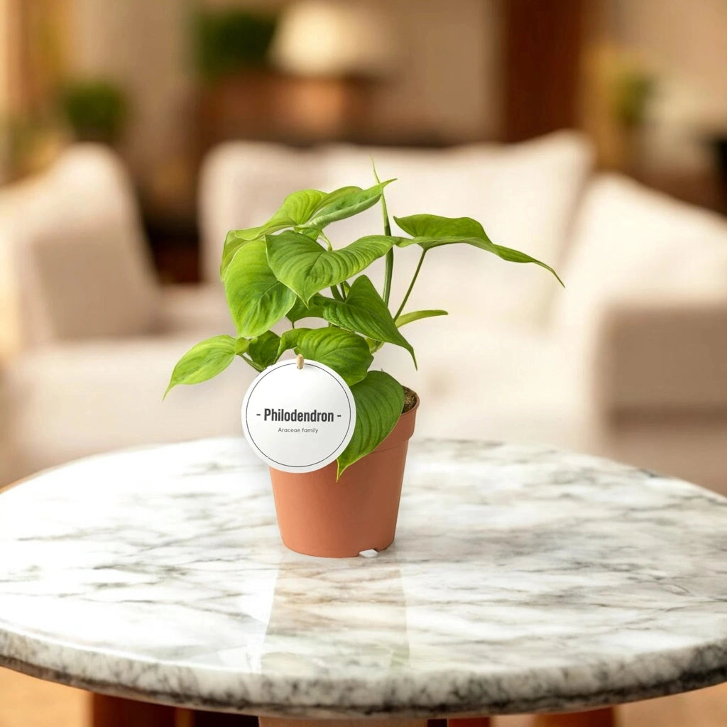 Gardenaria Philodendron 'Peru' - Pianta da interno ornamentale Altezza: 30 cm (vaso 12)