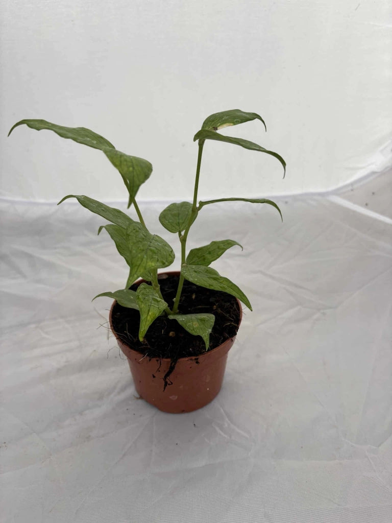 Hoya Polyneura in Vaso 12 cm - Pianta Tropicale da Interno Sempreverde