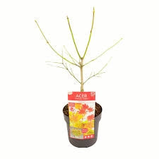 ACER SHIRASAWANUM VASO 19 Acero Giapponese Ornamentale