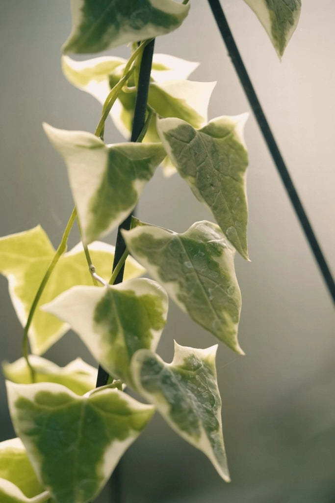 HEDERA CAN. ALGERIENSIS SPALLIERA H 200 CM VASO 40