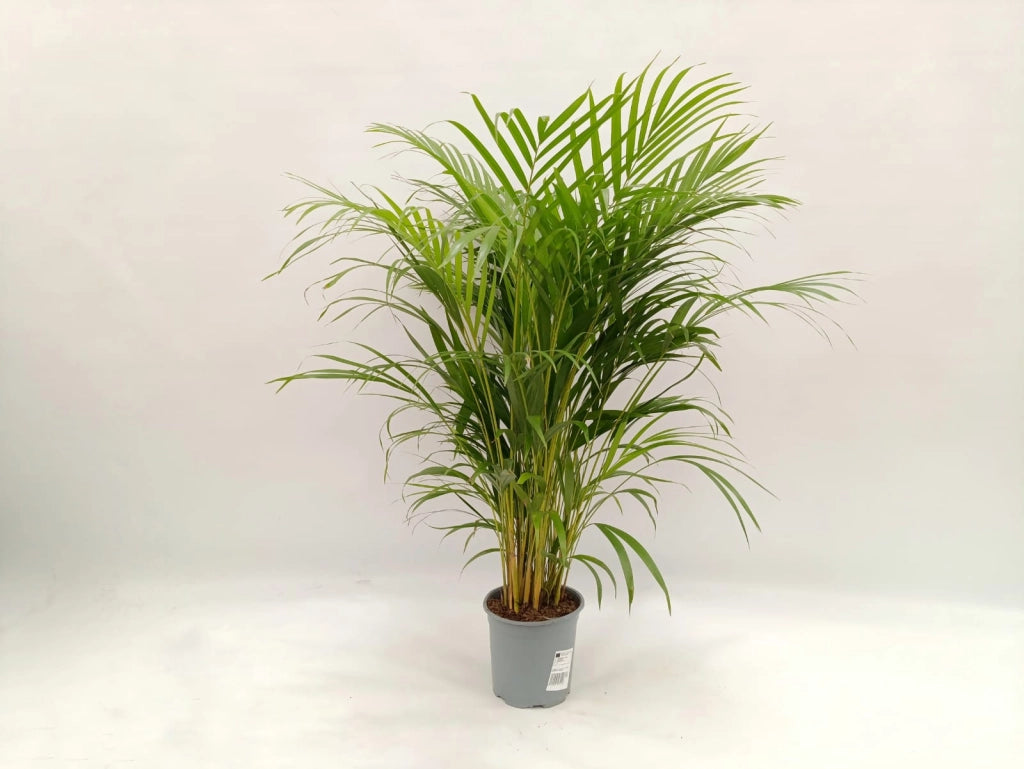 Gardenaria Areca - Dypsis lutescens - Pianta da interno ornamentale Altezza: 110 cm (vaso 22)